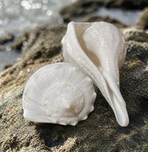 Conch for Ting natural (left)